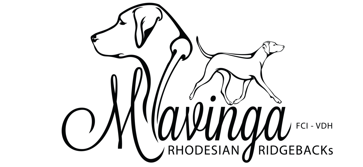 MAVINGA – Rhodesian Ridgebacks